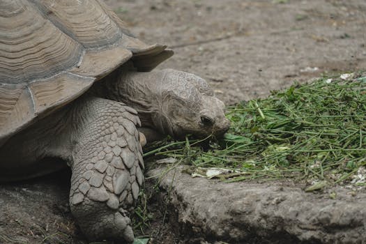 A tortoise eating fresh greens on a rocky surface, showcasing wildlife in nature.