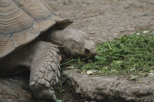 Free A tortoise eating fresh greens on a rocky surface, showcasing wildlife in nature. Stock Photo