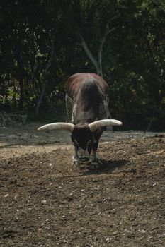 A powerful bull with large horns standing in a sunlit rural pasture, exuding strength.