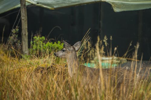 Deer in Tall Grass