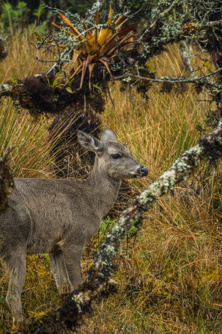 A close-up of a deer standing among moss-covered branches in a grassy field.
