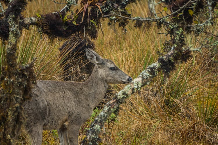 Venado Cola Blanca