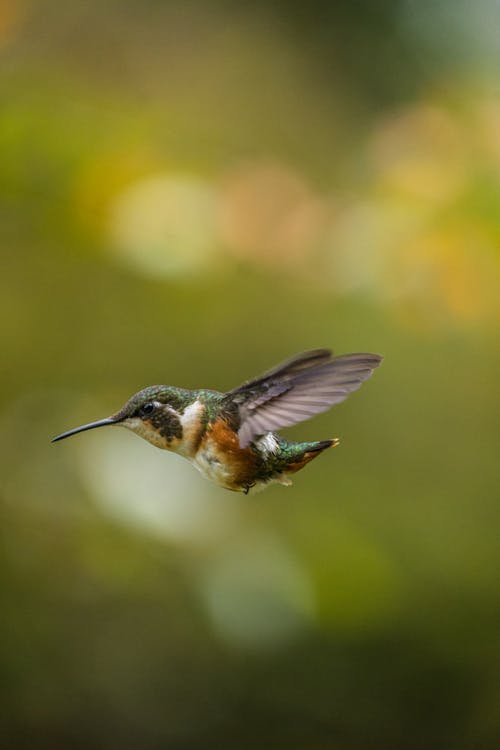 Close-up of a Flying Hummingbird 