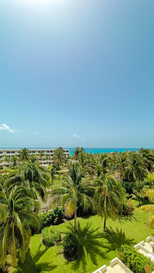 View of Palm Trees and a Tropical Resort 