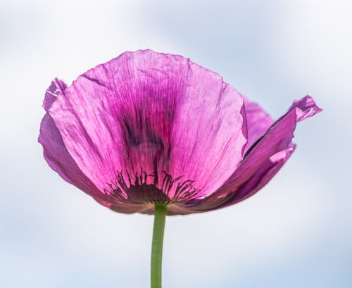 Close-up of a Purple Poppy 