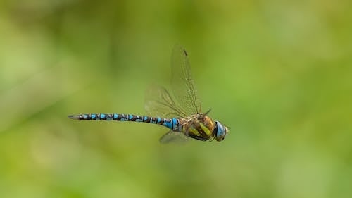 Close up of Dragonfly