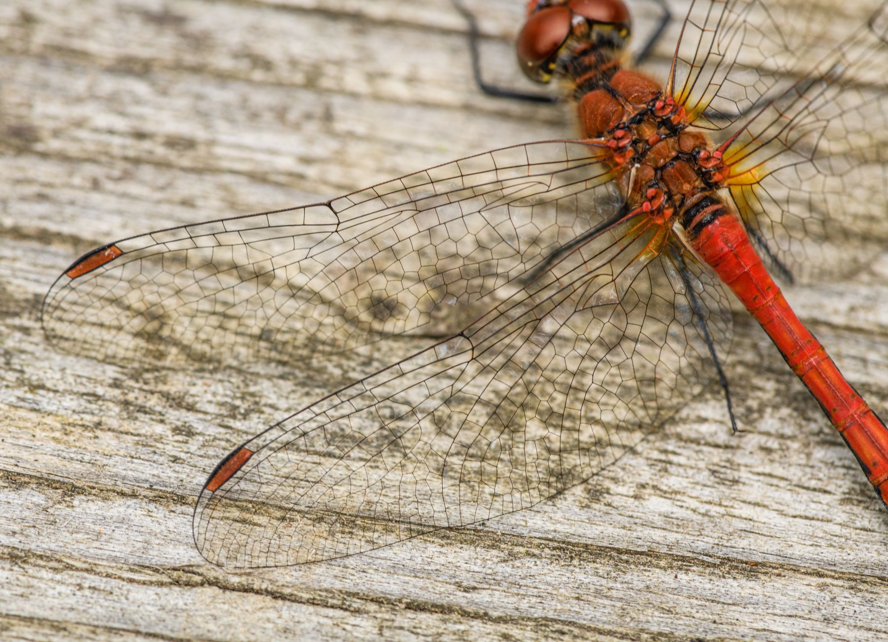 Dragonfly Bites: What You Need to Know About These Fascinating Insects