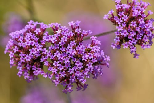 Purple Verbena Flowers