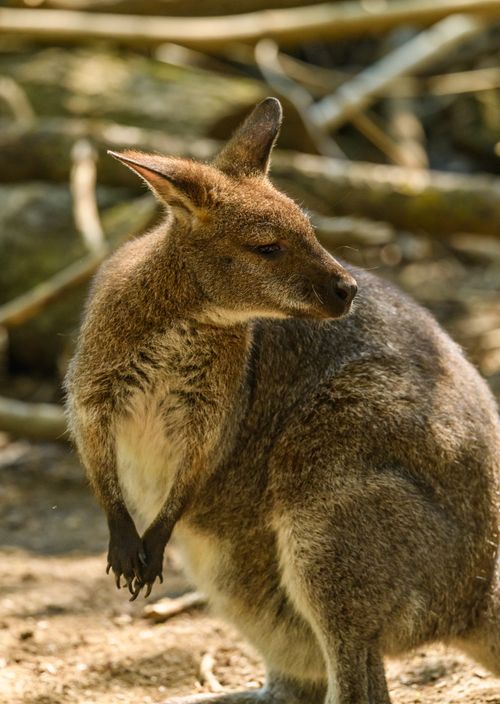 Free A serene wallaby enjoying the sunlight in its natural habitat, showcasing wildlife beauty. Stock Photo