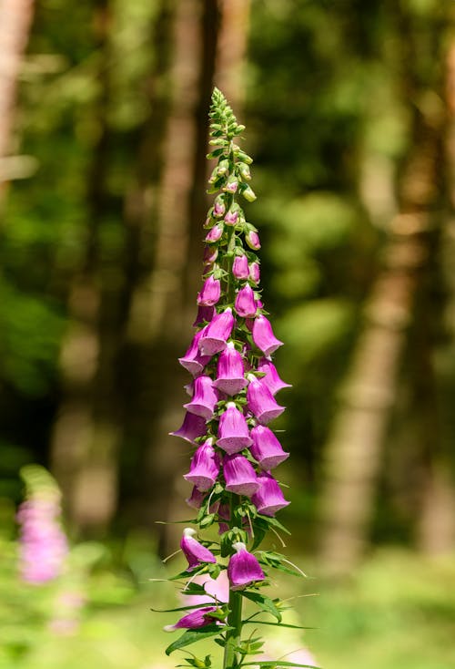 Kostnadsfri bild av blomma, digitalis purpurea, flora