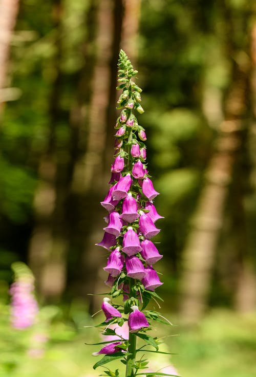 Free Close-up of a Foxglove Flower Stock Photo