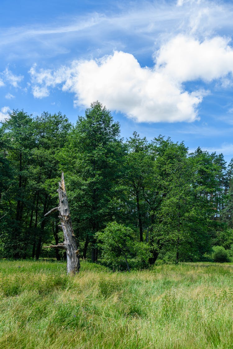 Green Meadow And Forest Behind