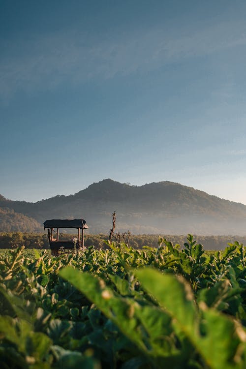 Бесплатное стоковое фото с поле фермы, рисовое поле, утренний свет