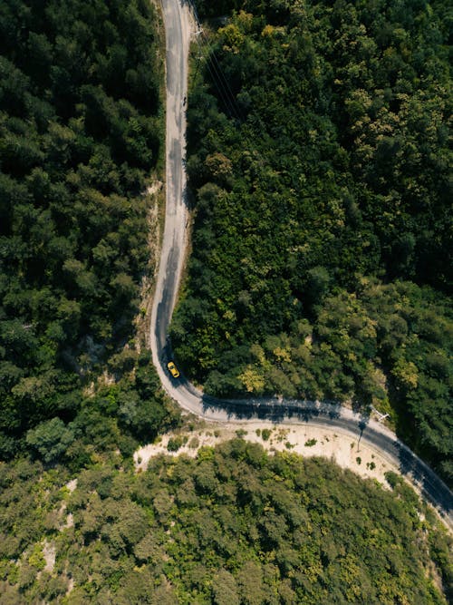 Top View of a Winding Road in a Green Forest