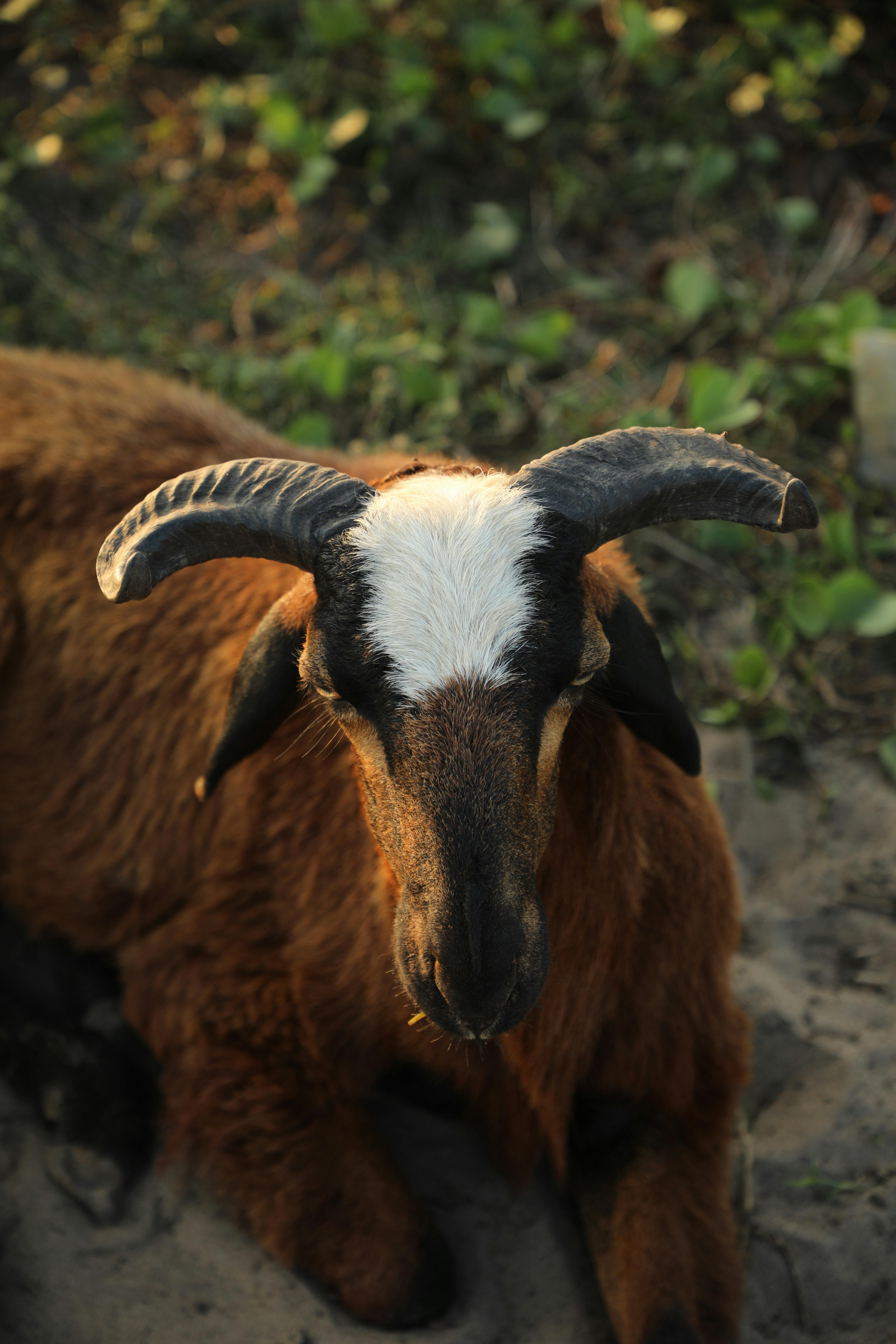 Gratuit Photos gratuites de agriculture, animal de compagnie, animal de ferme Photos