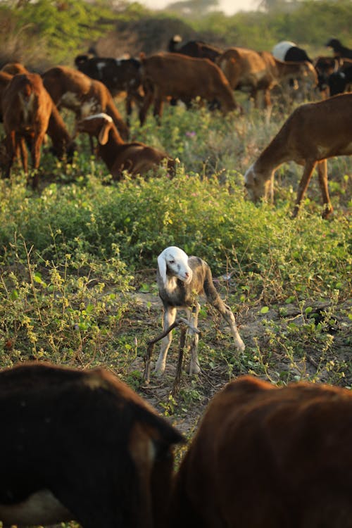 Foto d'estoc gratuïta de agricultura, animals, bebè