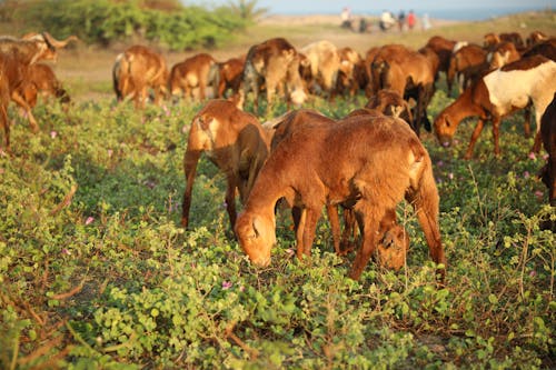 吃草, 家畜, 山羊 的 免费素材图片
