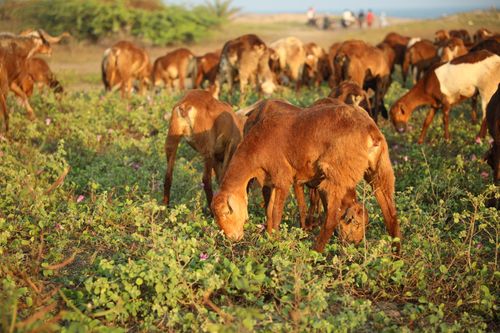 Free A herd of goats grazing on a green pasture, showcasing peaceful farm life. Stock Photo