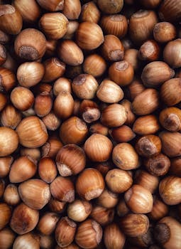 Hazelnuts Or Filberts Nuts