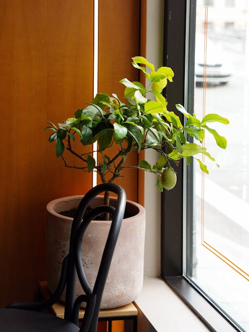 A Potted Plant on a Windowsill 