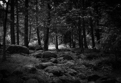 Captivating black and white image of a tranquil forest with rocks in Manali, Himachal Pradesh.