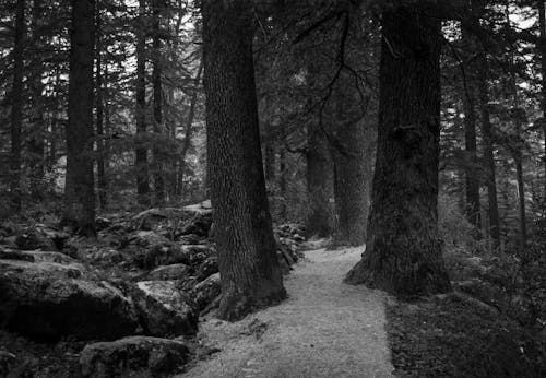 Fotos de stock gratuitas de arboles, blanco y negro, bosque