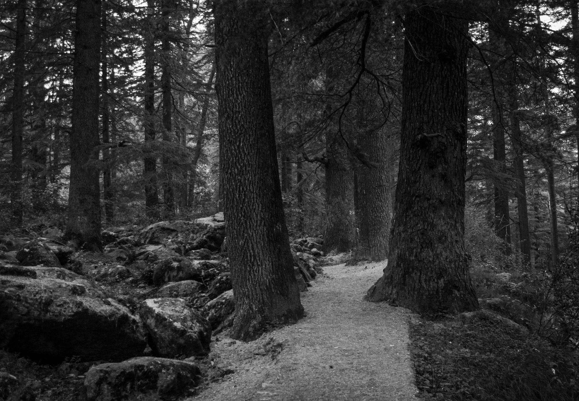 Old Manali Forest Walk
