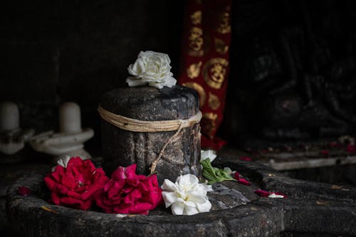 Бесплатное стоковое фото с белые цветы, декорация, камень