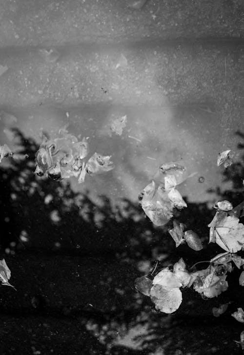 Darmowe zdjęcie z galerii z czarno-biały, liście, pionowy strzał