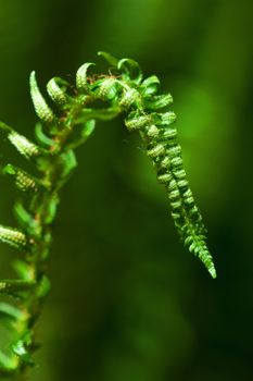 Detailed close-up of lush green fern leaves with a blurred natural background.