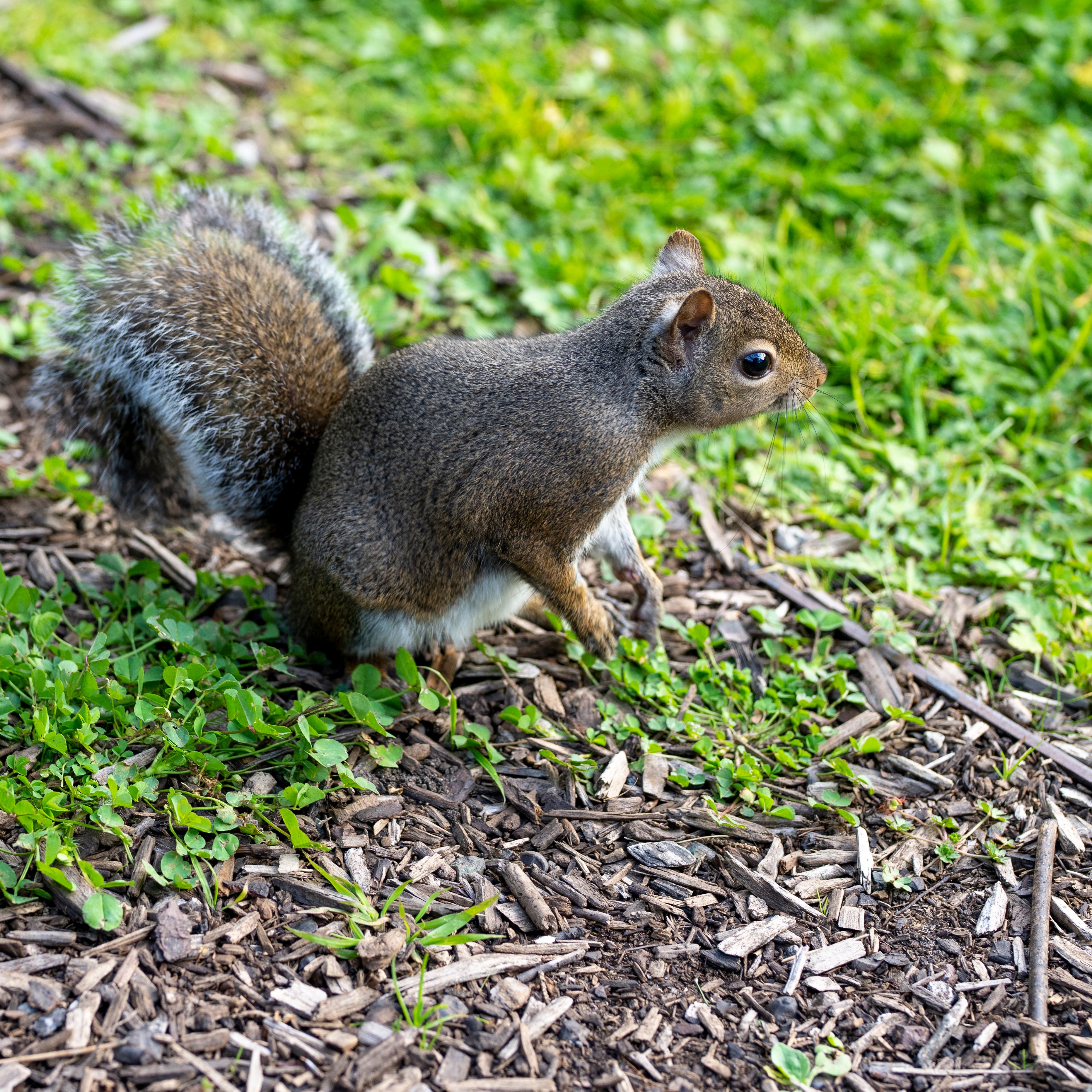Close up of Squirrel