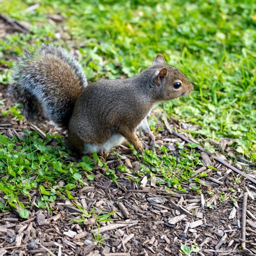 Gratis lagerfoto af baggrund, dyrefotografering, egern