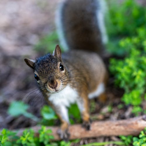 Close-up of a Tree Squirrel
