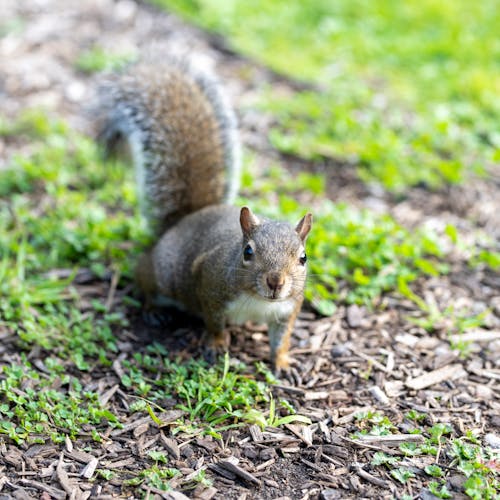 Squirrel in a Forest