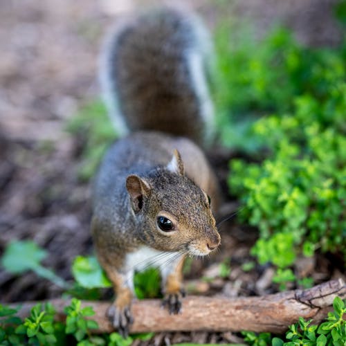 Gratis lagerfoto af dyrefotografering, egern, gren