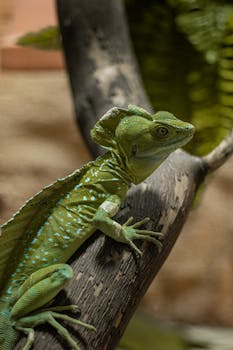 Close-up of a green plumed basilisk lizard perched on a branch in its natural habitat.