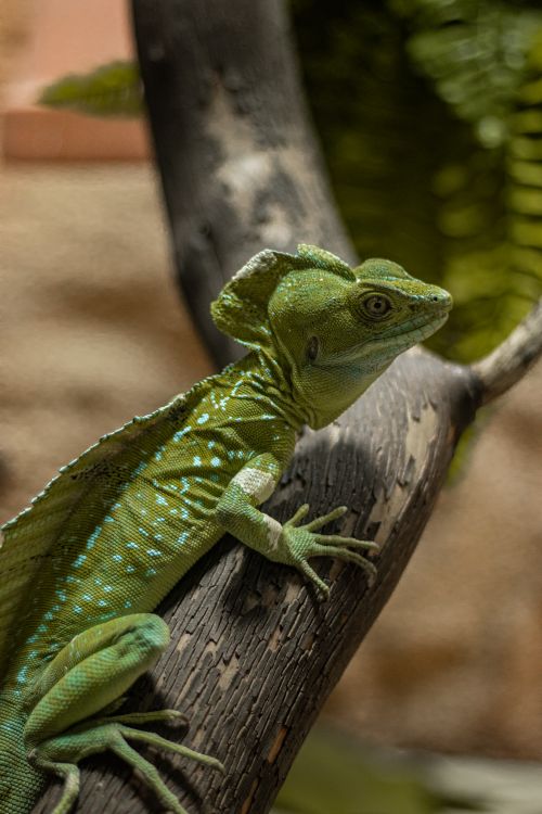 Free Close-up of a green plumed basilisk lizard perched on a branch in its natural habitat. Stock Photo