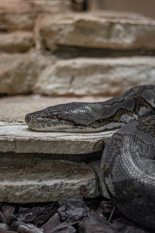 Close-up of a Pythons Head in a Terrarium