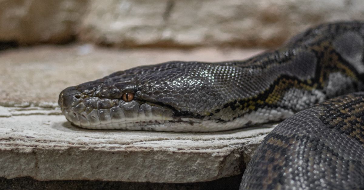 Close-up of a Pythons Head in a Terrarium · Free Stock Photo