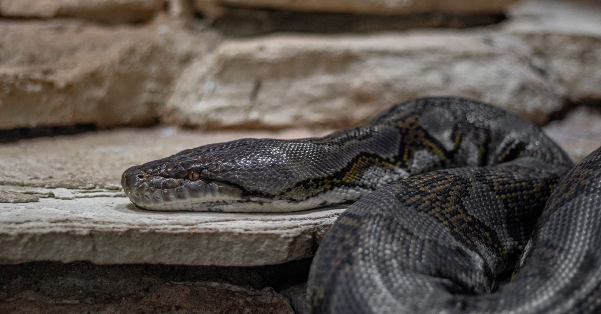 Python Toronto Zoo Python Wriggling on the Rocks of the Zoo Enclosure · Free Stock Photo