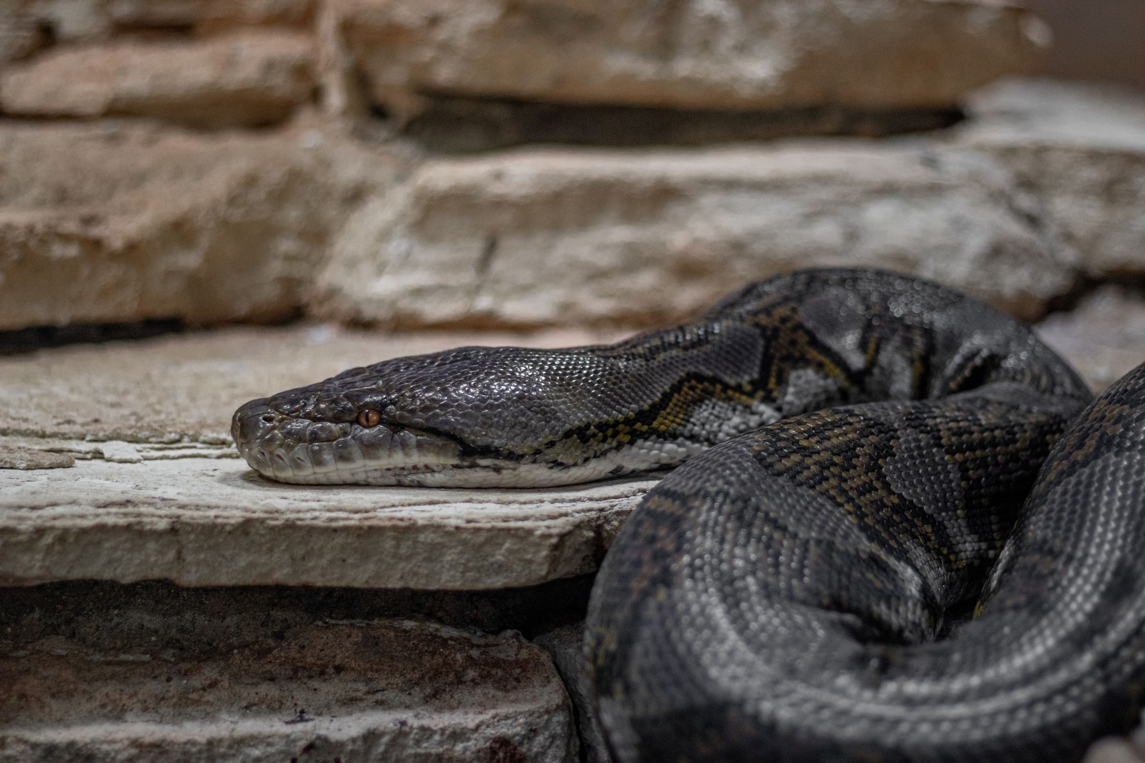Python Wriggling on the Rocks of the Zoo Enclosure · Free Stock Photo