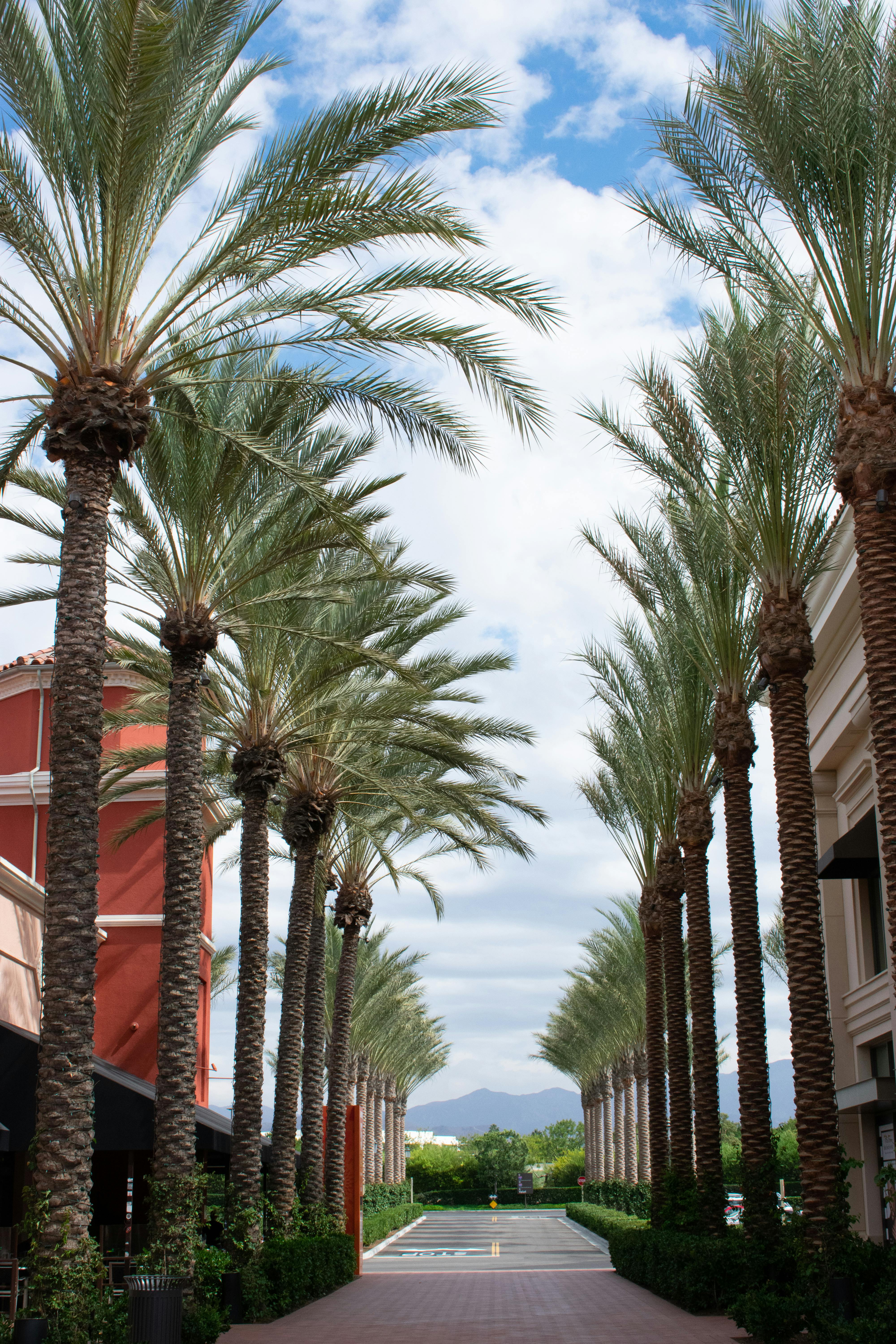 Free stock photo of outdoor mall, palm tree, path