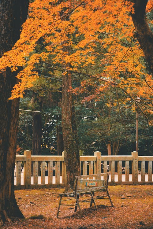 Bench in a Park in Fall