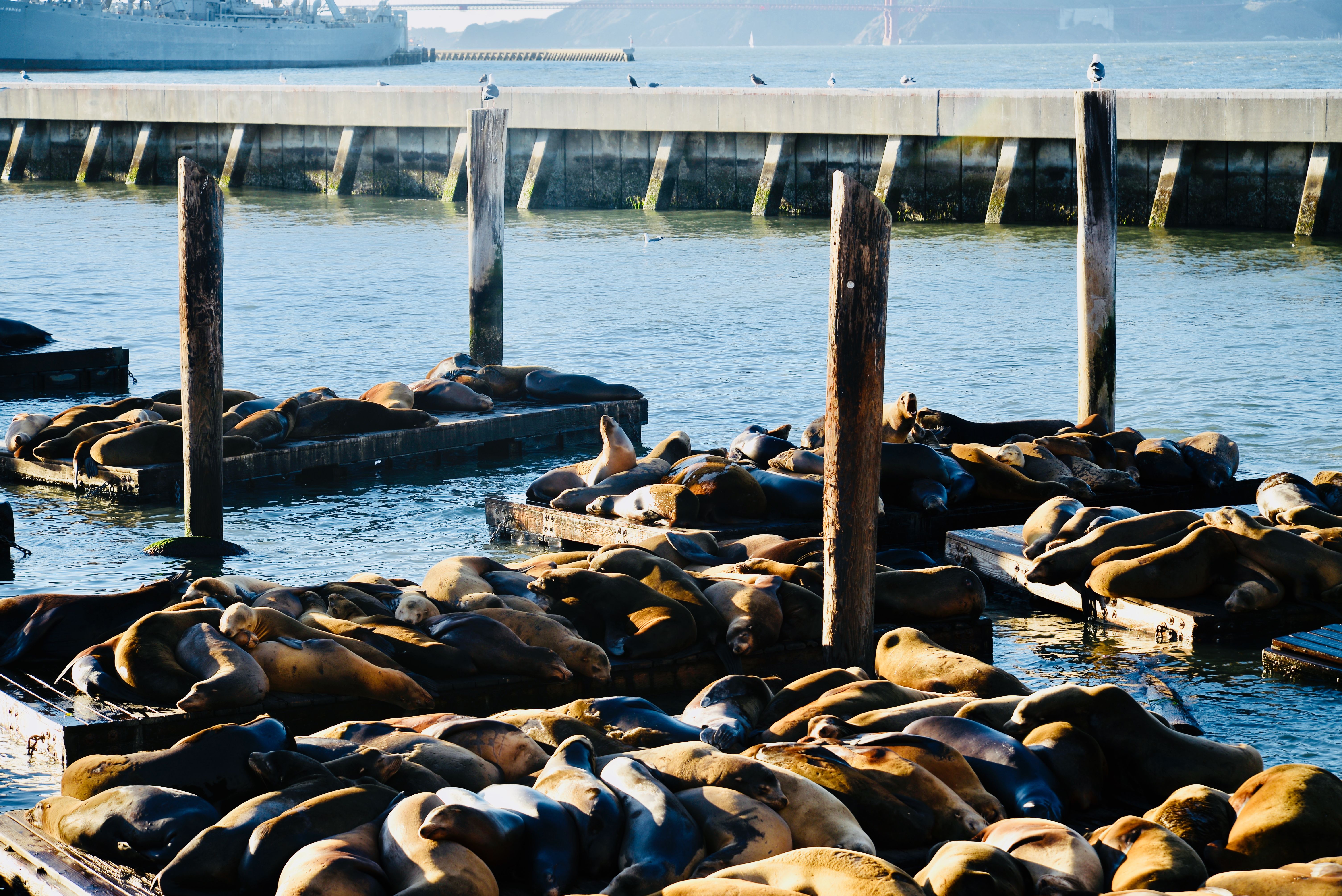 A large group of sea lions sunbathing on wooden platforms at a harbor in San Francisco.