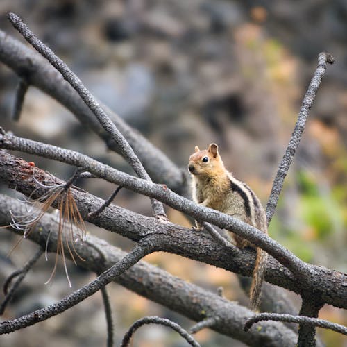 Foto d'estoc gratuïta de arbre, branques, esquirol