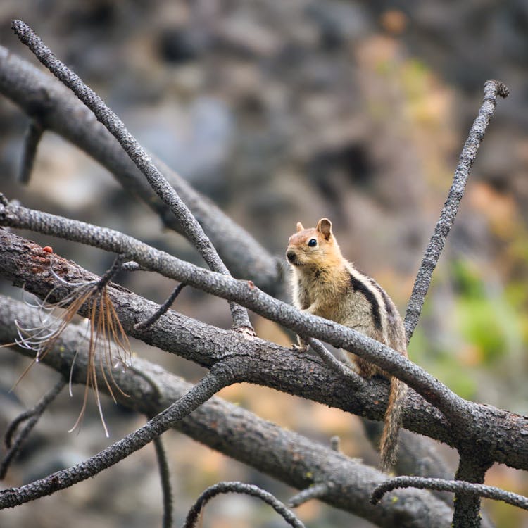 Golden-mantled ground squirrel on branches