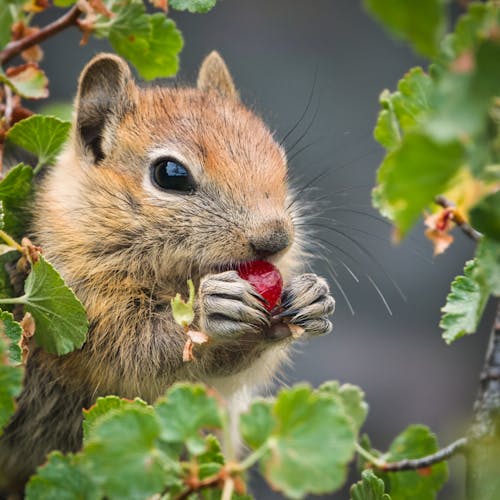 Portrait of a Squirrel Eating a Berry 