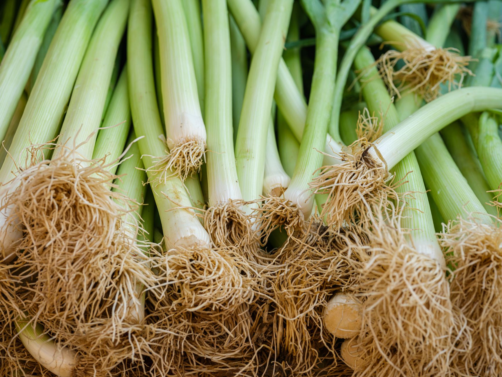 Delicious braised leeks with lentils braised leeks and lentils dish