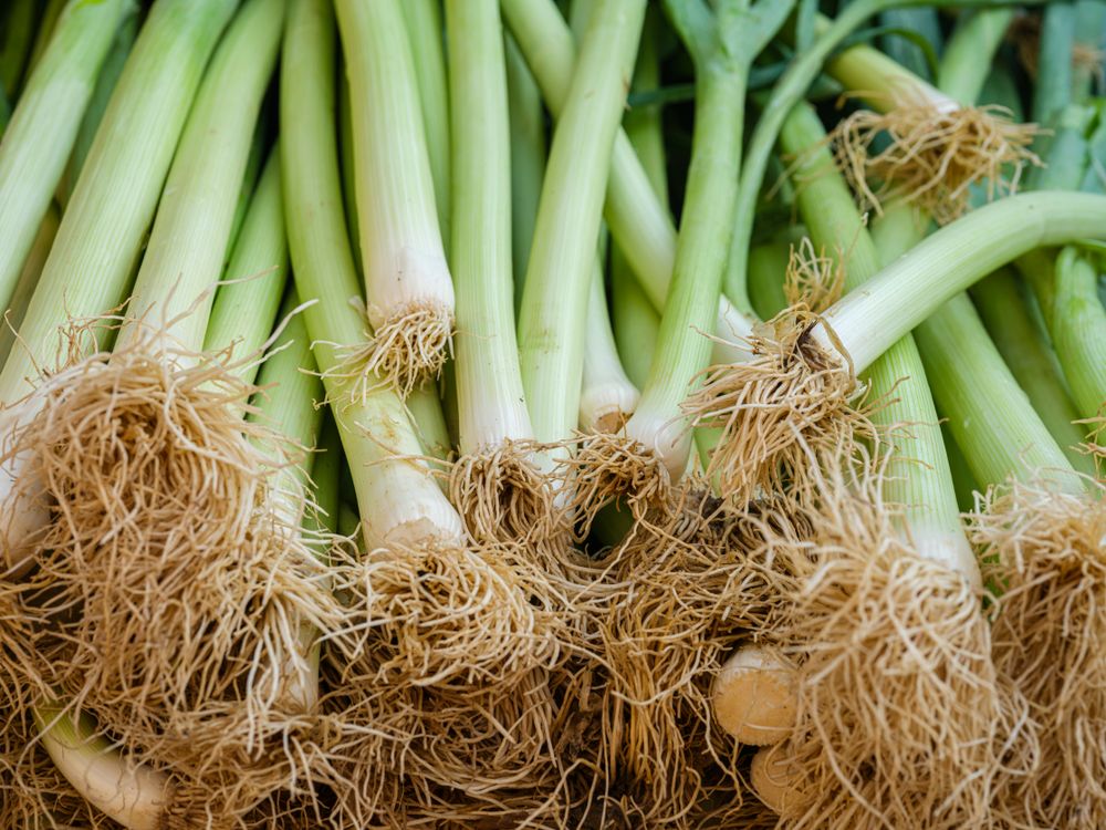Rangées de poireaux frais : aliment riche en fibres prébiotiques pour le microbiote