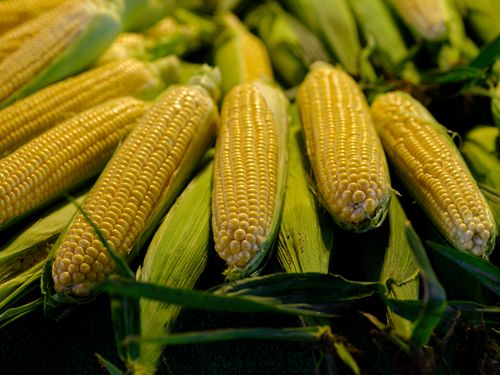 Free Close-up of fresh yellow corn on the cob displayed at a farmers market, showcasing its natural beauty. Stock Photo